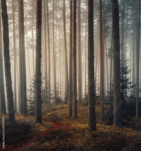 Fototapeta las ścieżka jesień drzewa sosna