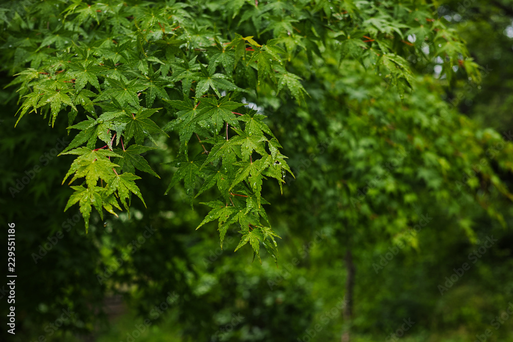 雨に濡れたモミジの緑の葉