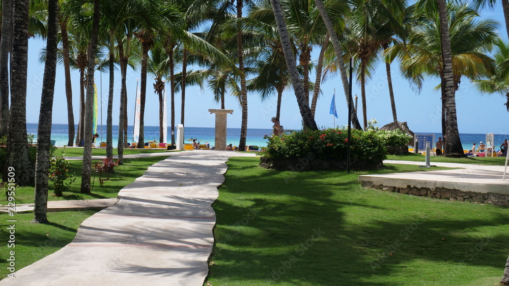 Obraz premium Palm trees