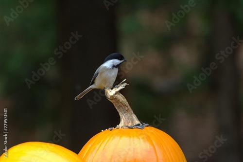Photography Chickadee with pumpkins