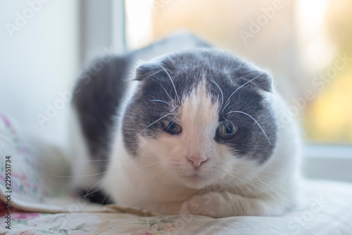 Portrait of a cat that sits on a windowsill photo