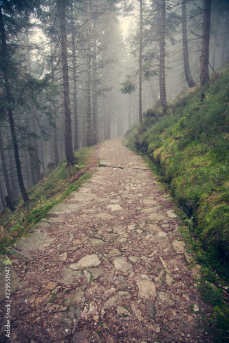 Path in the autumn wood in the mist