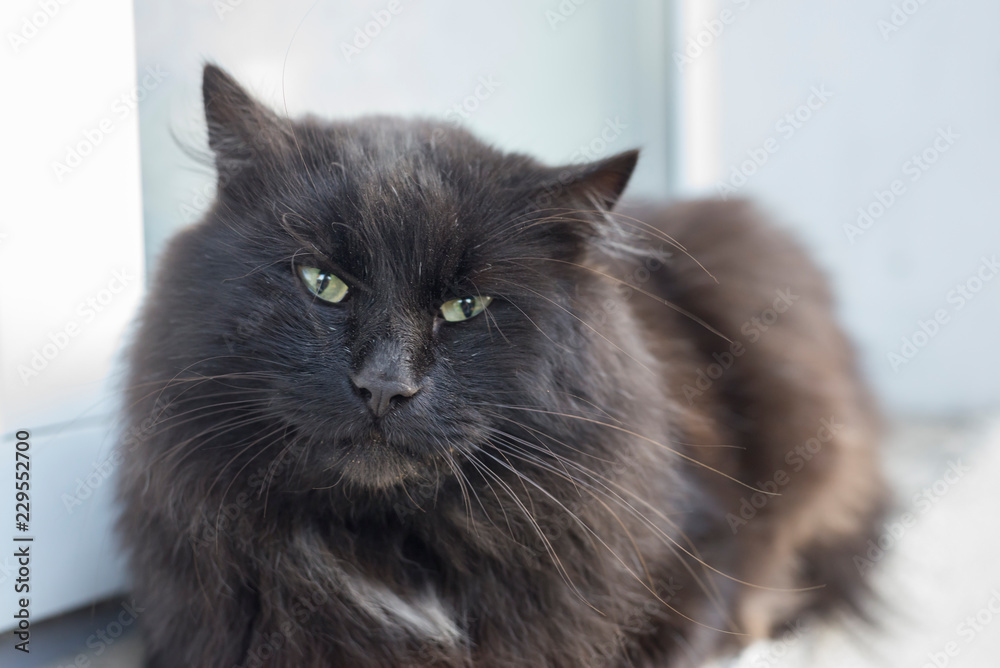 Portrait of a black cat that sits on a windowsill outside