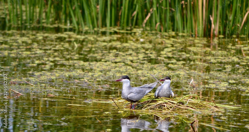 Fototapeta premium Becoming Parents