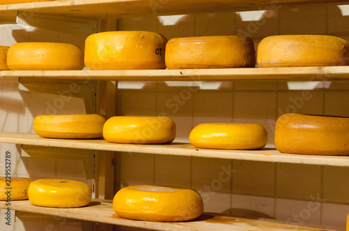 Famous farmer cheese lying on wooden shelves, Amsterdam, Netherlands