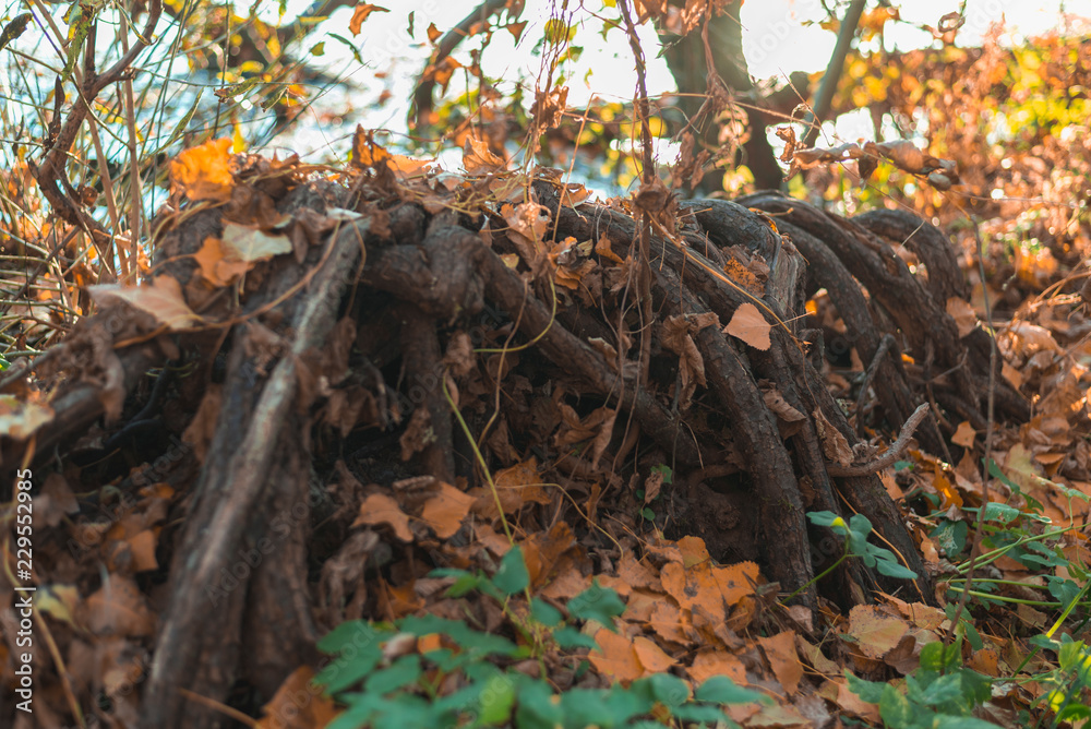 Obraz premium Tree root covered with leaves on an autumn afternoon