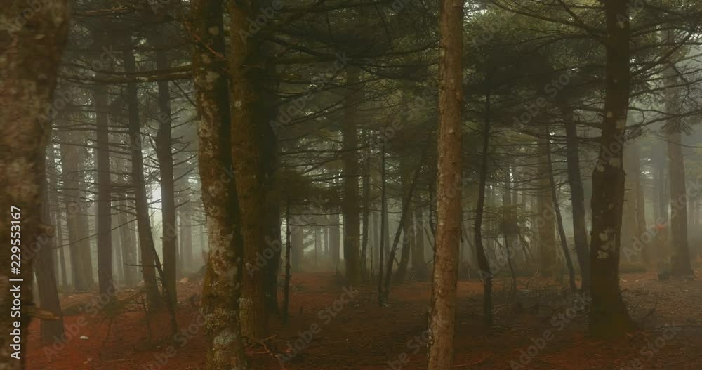 Autumn Forest Mountain Tall Fir Trees In Mist And Fog Autumn Forest Mountain Tall Fir Trees In Mist And Fog