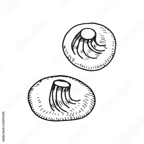 Khinkali Dumplings Icon. isolated drawing object