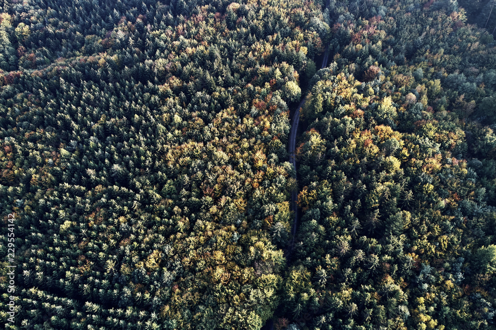 street between autumn forest aerial drone view from above, dji street between autumn forest aerial drone view from above, dji