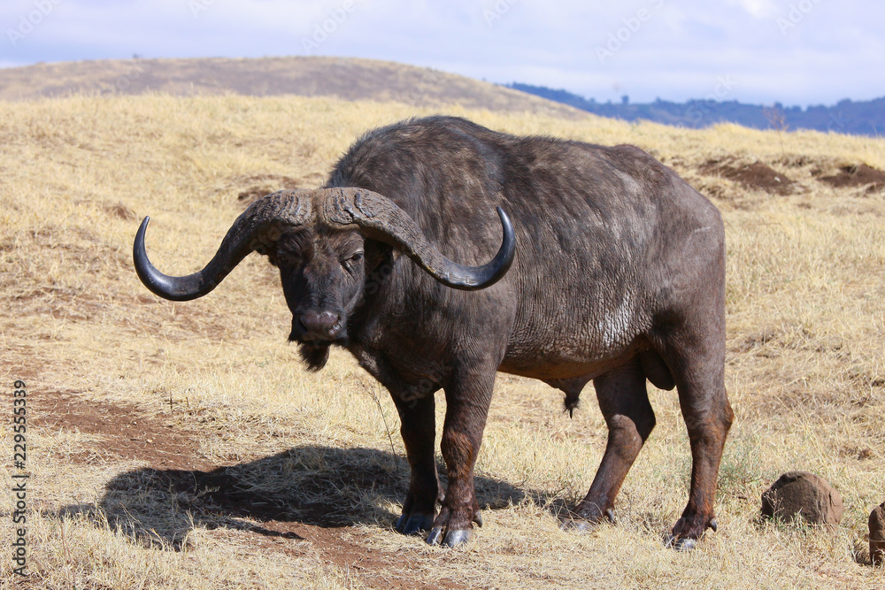 Photo wild buffalo / Photo wild buffalo - warthog in the valley of the Ngorongoro crater Photo wild buffalo / Photo wild buffalo - warthog in the valley of the Ngorongoro crater