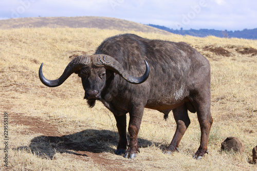 Photo wild buffalo   Photo wild buffalo - warthog in the valley of the Ngorongoro crater