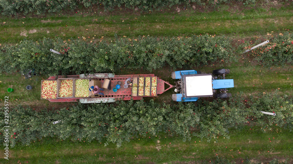 Aerial photo of farmers on tractor gathering apples