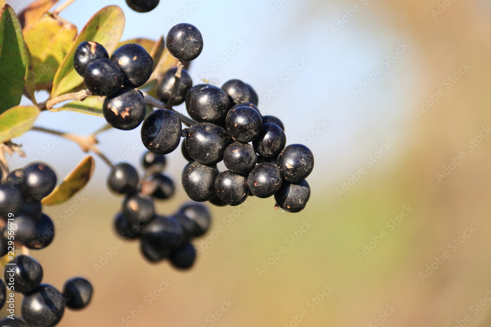 wilde Beeren an einem Strauch am Wegrand wilde Beeren an einem Strauch am Wegrand