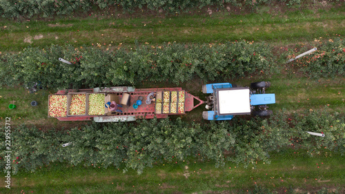 Obraz na płótnie Aerial photo of farmers on tractor gathering apples w salonie