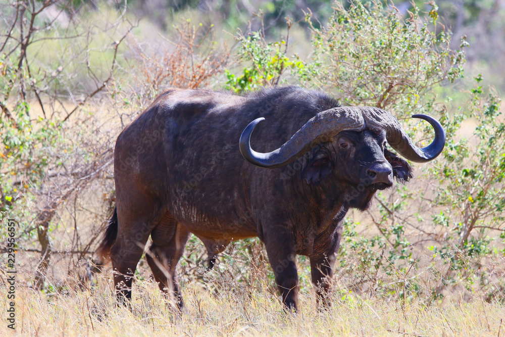 Photo wild buffalo / Photo wild buffalo - warthog in the valley of the Ngorongoro crater Photo wild buffalo / Photo wild buffalo - warthog in the valley of the Ngorongoro crater