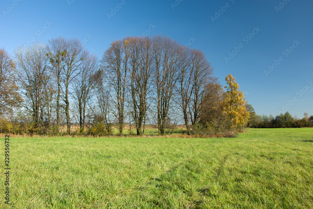 Big trees without leaves on a green meadow Big trees without leaves on a green meadow