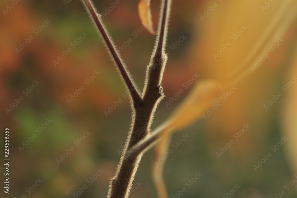 nature, green, dragonfly, insect, red, spring, plant, macro, leaf, grass, flower, garden, summer, tree, leaves, closeup, bud, fly, close-up, thorn, branch, animal, flowers nature, green, dragonfly, insect, red, spring, plant, macro, leaf, grass, flower, garden, summer, tree, leaves, closeup, bud, fly, close-up, thorn, branch, animal, flowers