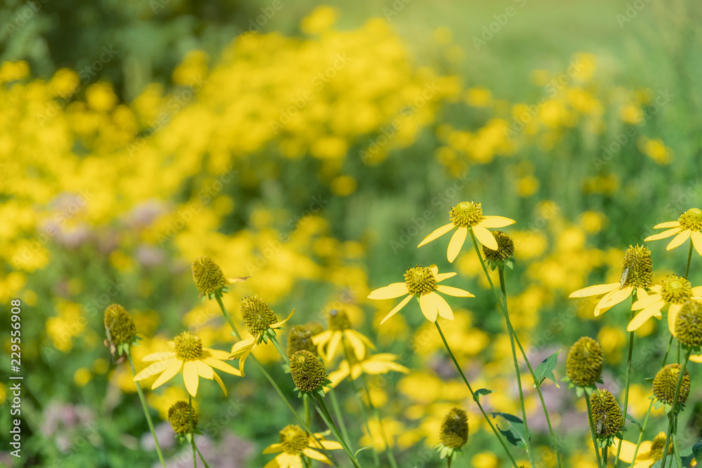 Obraz premium 草原に咲く花 / 北海道の観光イメージ