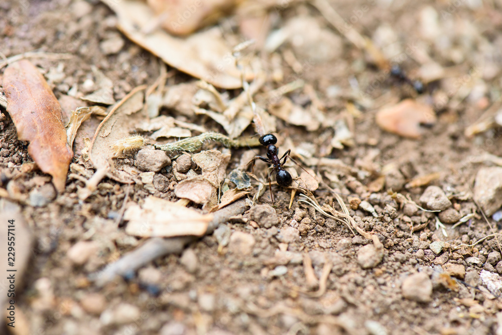 Ant works on the ground Ant works on the ground