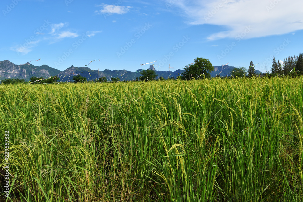 Green rice field crops with bunch of seeds , Flag kite in the crop area with mountain and blue sky in background, Agriculture in Thailand
Green rice field crops with bunch of seeds , Flag kite in the crop area with mountain and blue sky in background, Agriculture in Thailand