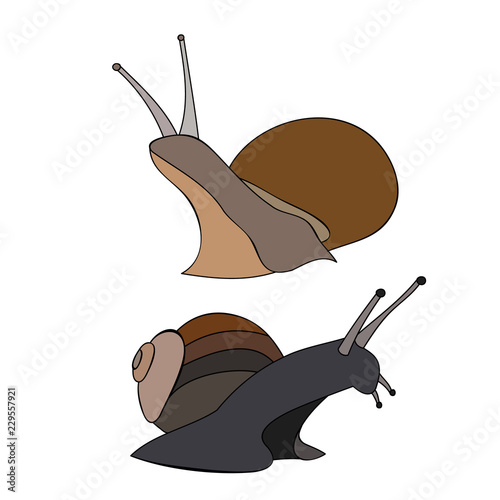 vector, on white background garden snail