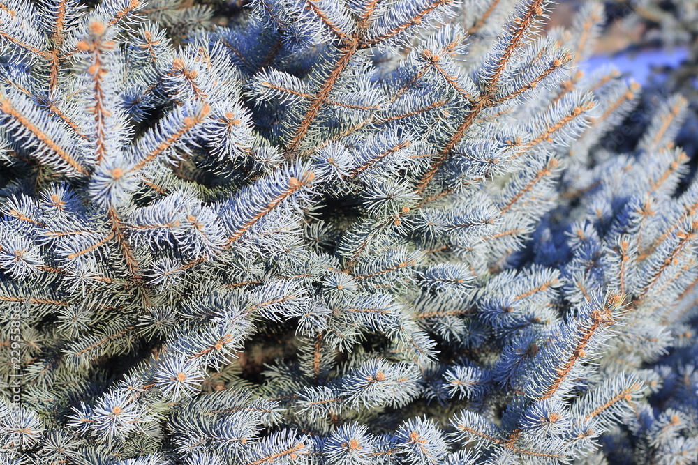 tree, nature, plant, green, pine, fir, branch, spruce, cactus, winter, forest, blue, snow, needle, christmas, needles, evergreen, close-up, conifer, white, closeup, macro, frost