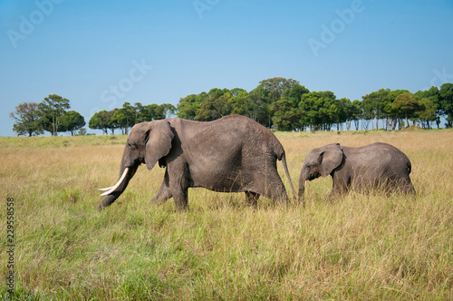 adult elephant with cup prowling around in the african savannah in the National Park Masai Mara in Kenya - East Africa
