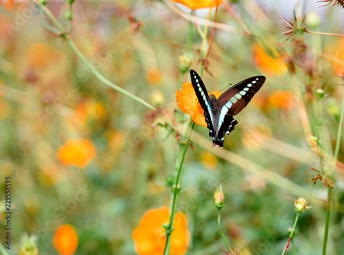 Butterfly Cosmos insect