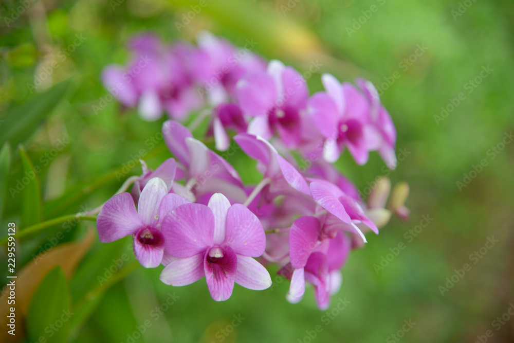 Orchid flower with green background