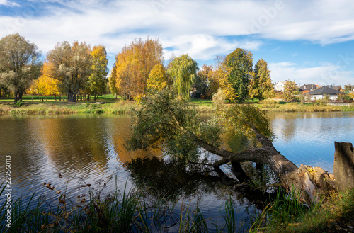 Fototapeta Naklejka Na Ścianę i Meble -  Early autumn at the fallen tree over the river