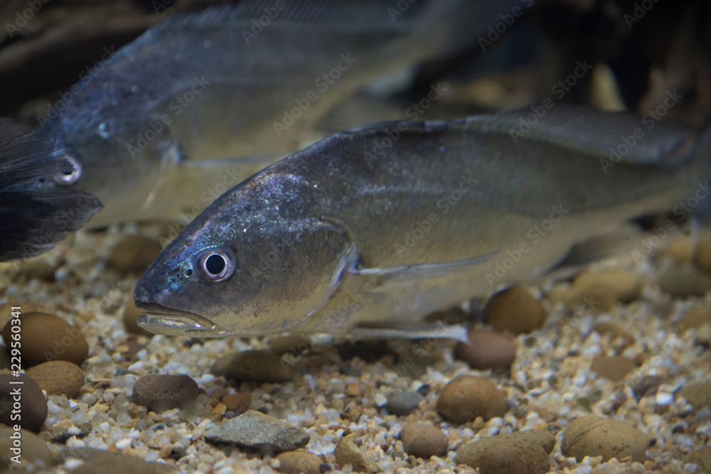 Freshwater fish of Thailand Freshwater fish of Thailand