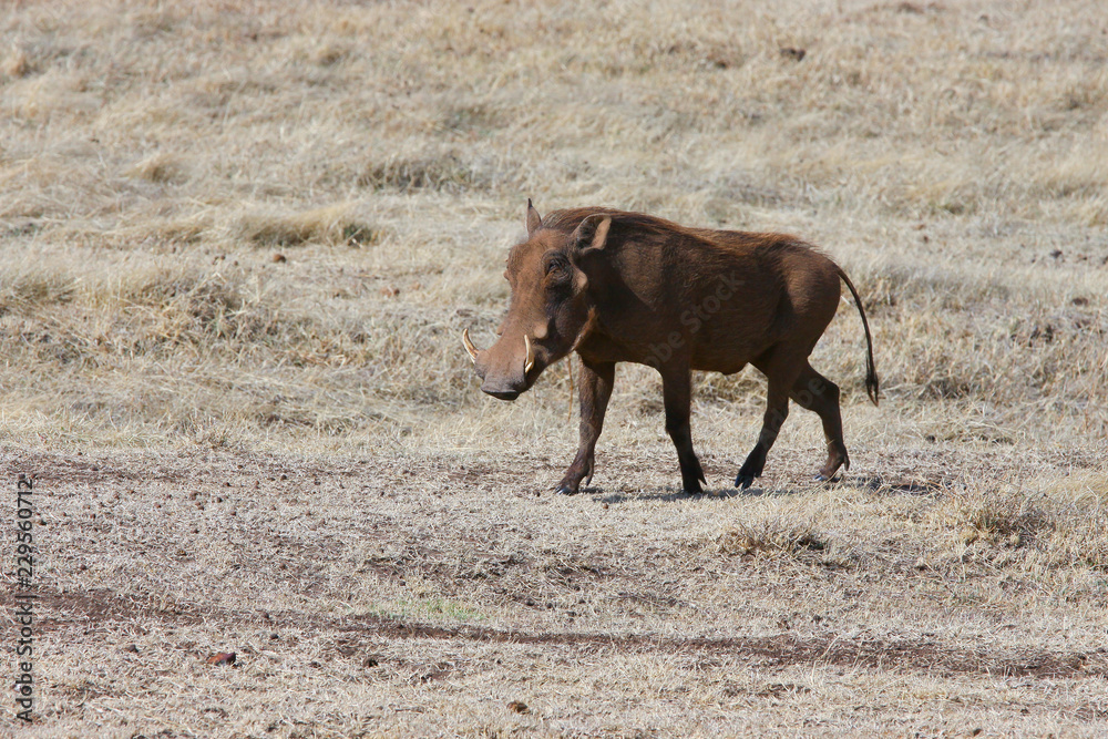 Photo wild boar / Photo wild boar - warthog in the valley of the Ngorongoro crater Photo wild boar / Photo wild boar - warthog in the valley of the Ngorongoro crater