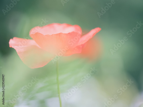 Soft toned single poppy in green field