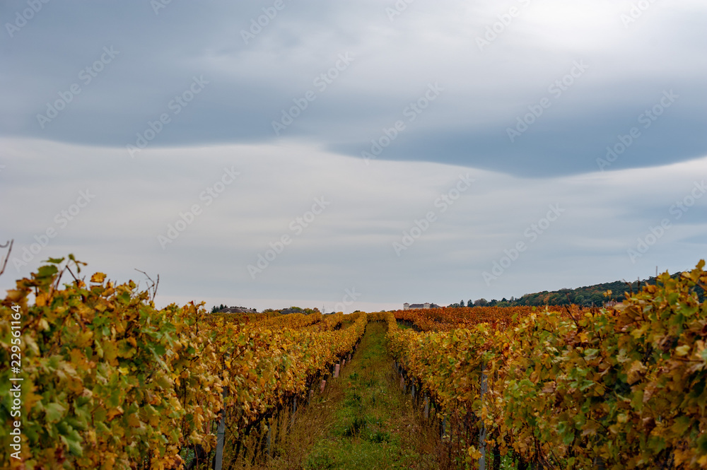 Weinstöcke unter Wolkenhimmel im Herbst