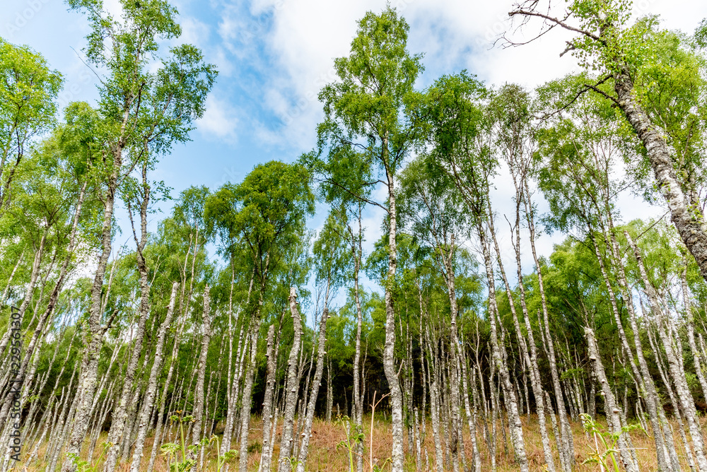 Fototapeta premium birches and blue sky