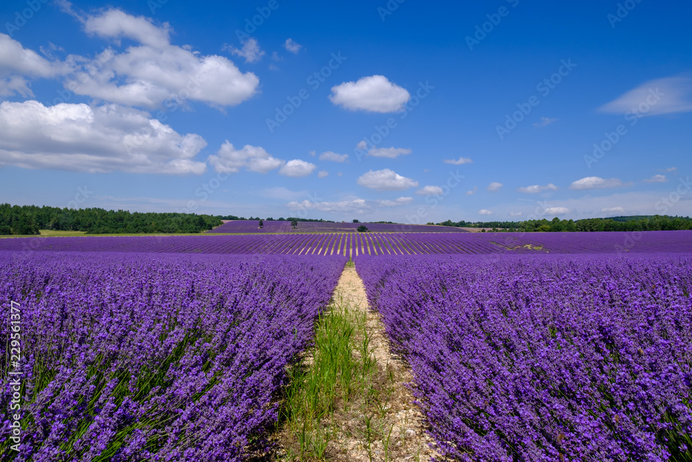 Fototapeta premium Champ de lavande sur le plateau d'Albion, Sault, Provence, France.