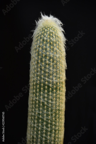 Cactus flower, Cactus in the garden, Cactus decor.