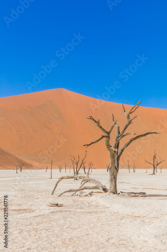 Dead camelthorn trees against dunes and blue sky in Deadvlei  Sossusvlei. Namib-Naukluft National Park  Namibia.