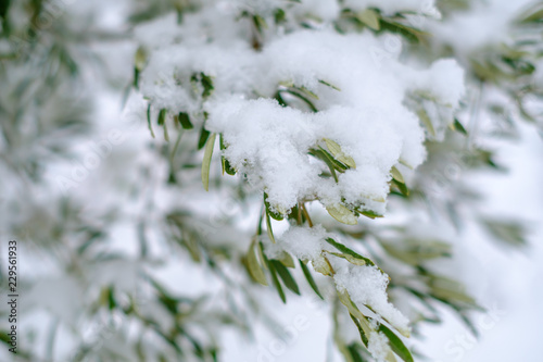 Branches d'olivier sous la neige en hiver en Provence, France.	