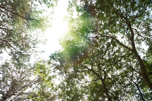 Pine and light forests