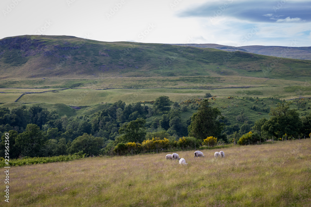 ovejas pastando en una pradera de escocia ovejas pastando en una pradera de escocia