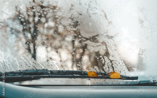 Dry autumn birch leaves lying on wet windshield of car