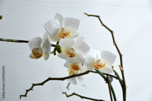 flower orchid