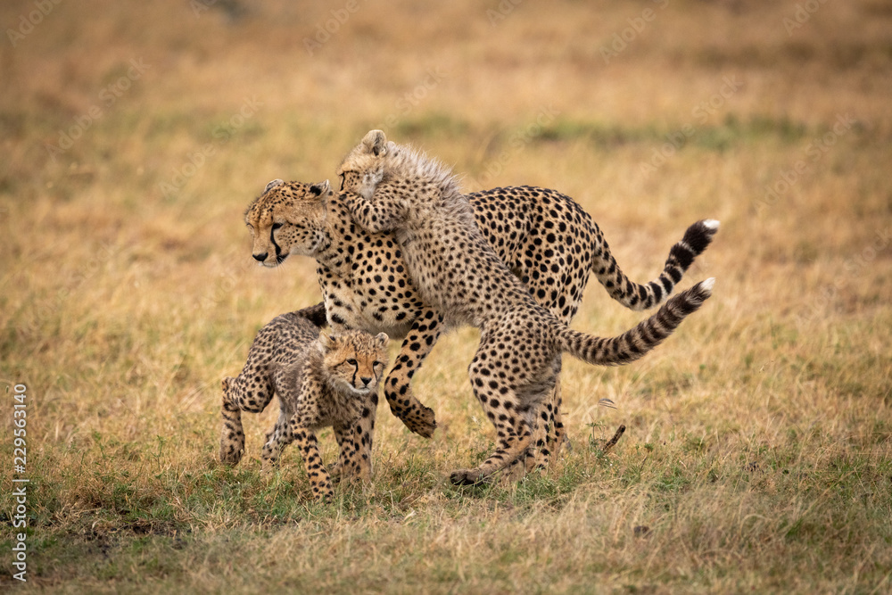 Fototapeta premium Cheetah play fighting with her two cubs