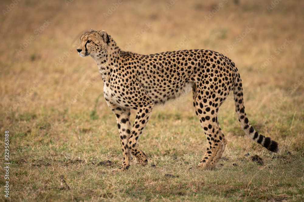 Cheetah raising paw to walk across grass Cheetah raising paw to walk across grass