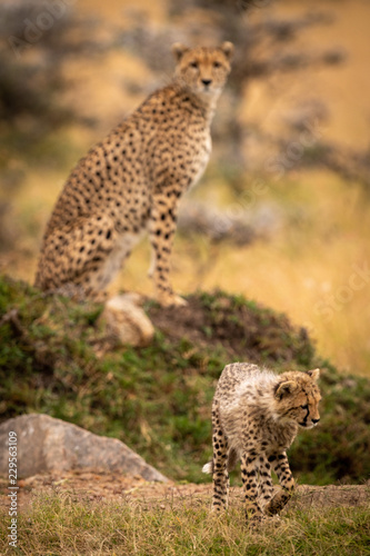 Cheetah on grassy mound watches cub walking © Nick Dale