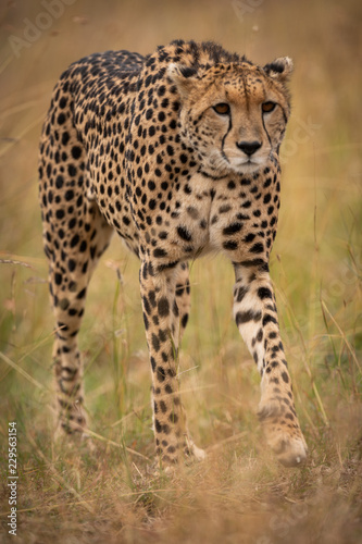 Cheetah prowling in long grass on savannah