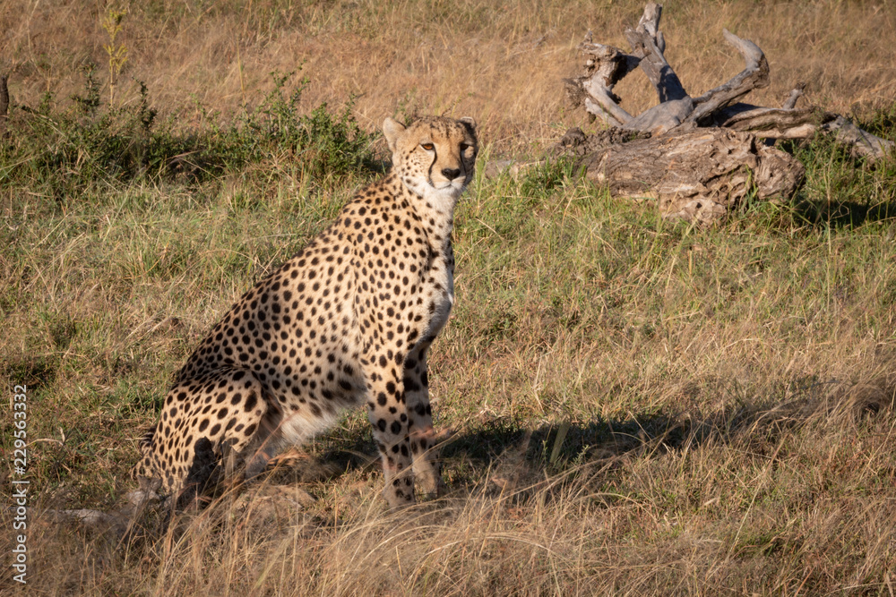 Cheetah sits by dead log in grass Cheetah sits by dead log in grass