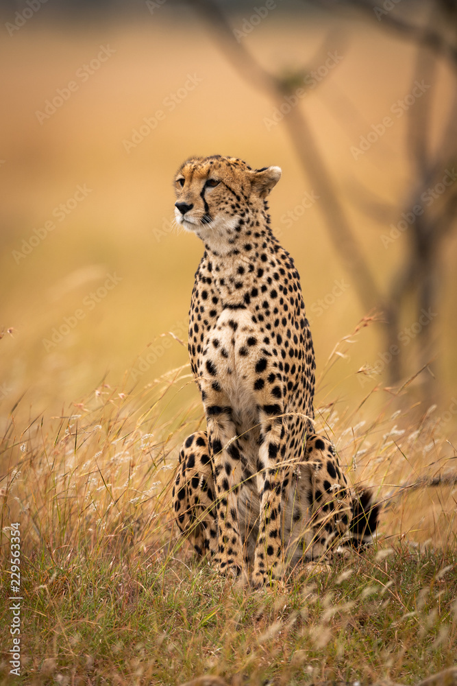 Cheetah sits in long grass beside tree Cheetah sits in long grass beside tree