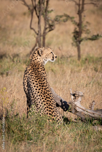 Cheetah sits in grass beside dead log